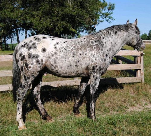 The Beauty of an Appaloosa Horse