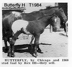 butterflyht1984