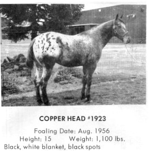 copperheadt1923d