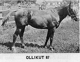 ollikutt87c
