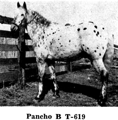 panchobt619