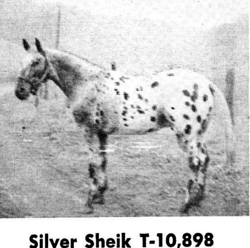 silversheik
