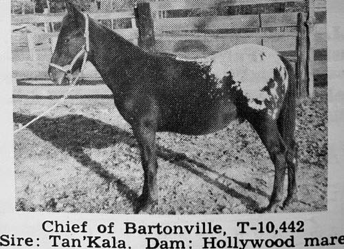 chief of bartonville to