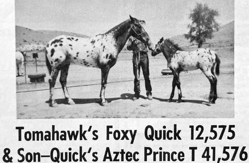 tomahawks foxy quick