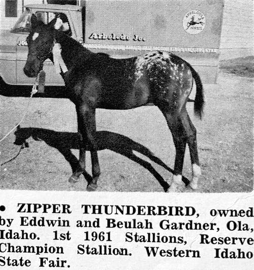 zipper thunderbird