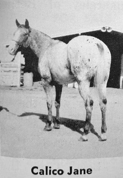 calico jane