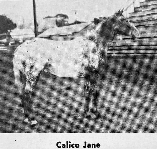 calico jane 2