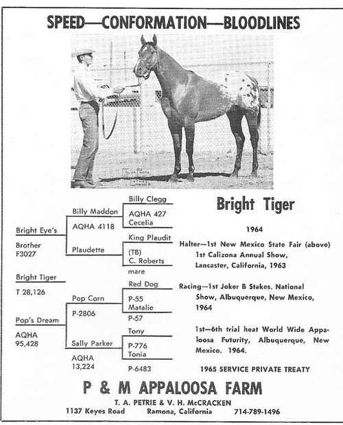 BrightTiger3