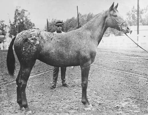 Centurian Quicksilver