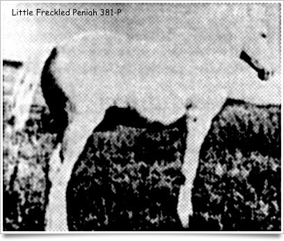 LittleFreckledPeniah
