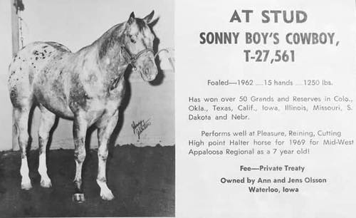 SonnyBoysCowboy2