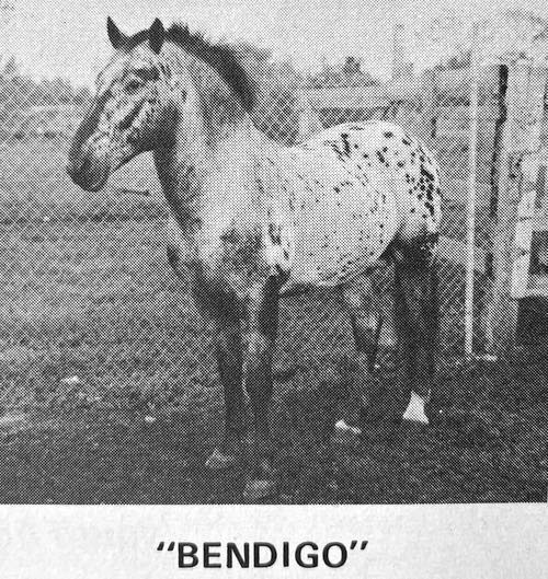 bendigo