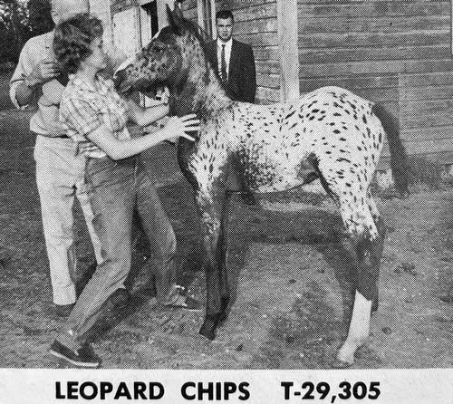 leopard chips