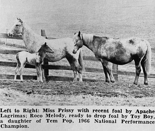 miss prissy roco melody