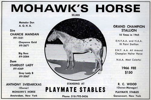 mohawkshorse2