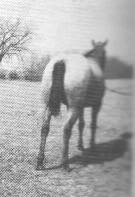 ComanchePixieBritches2