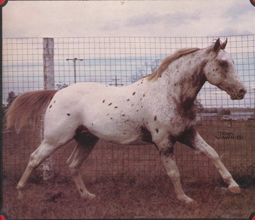 Valentine Appaloosa - Buckskin - DAH Special