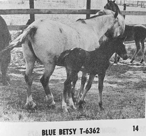 bluebetsy