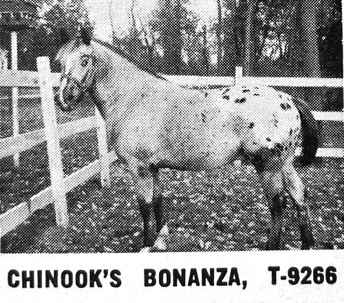 chinooks bonnza