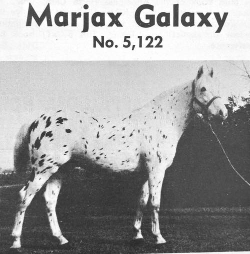 marjax galaxy